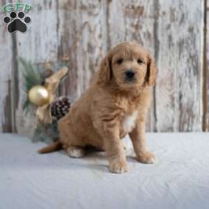 Garnett, Mini Goldendoodle Puppy